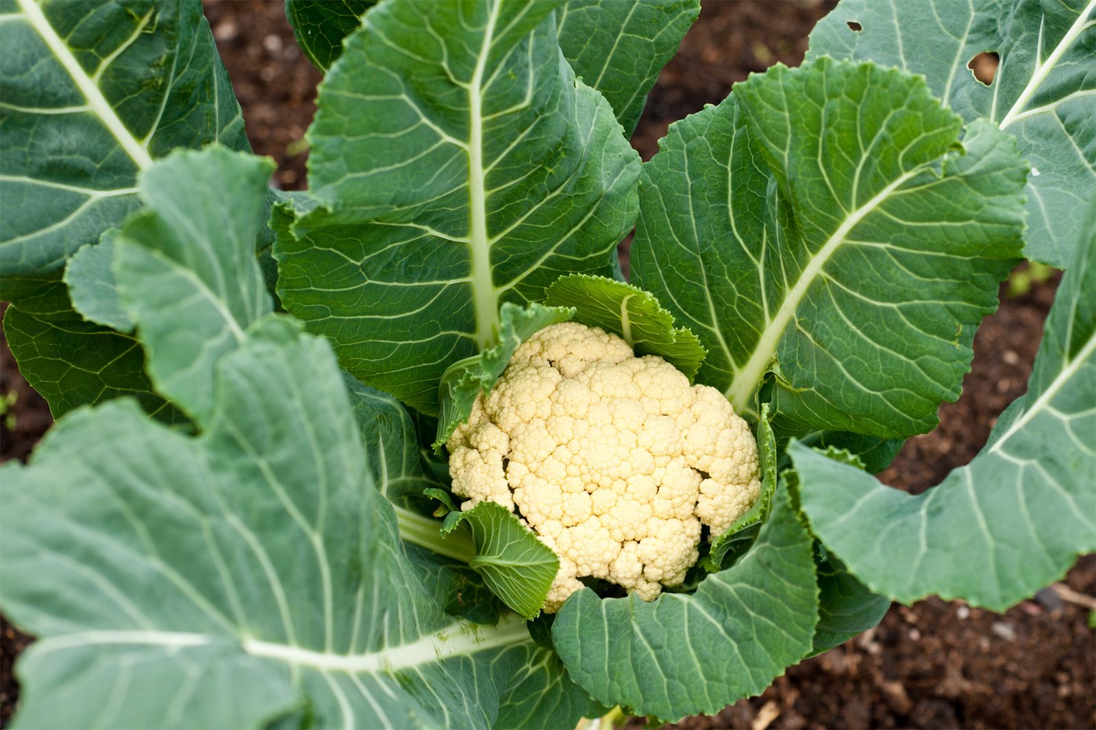 Cauliflower 