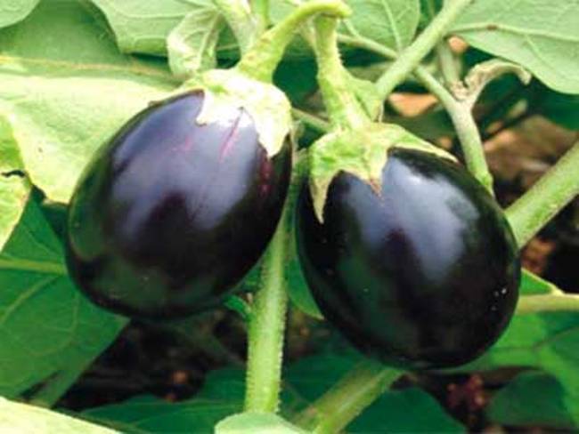 Brinjal ( round )