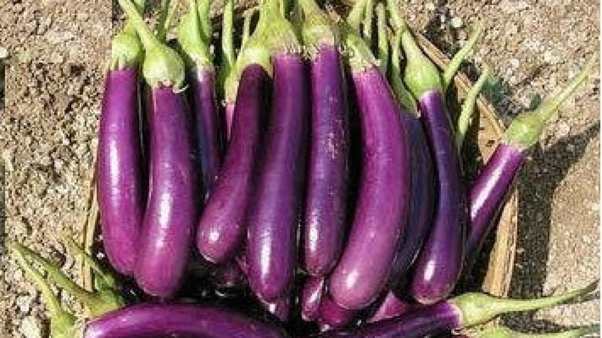 Brinjal ( long )