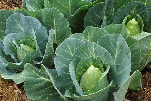 Cabbage ( local )
